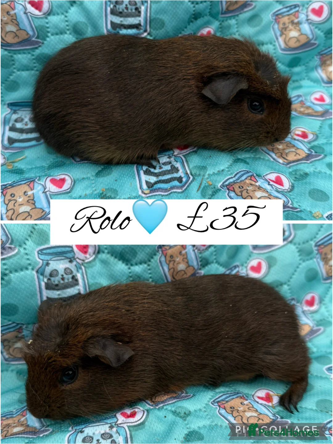 Guinea Pig rodents for sale: Male/Female guinea pigs  - Advert 9