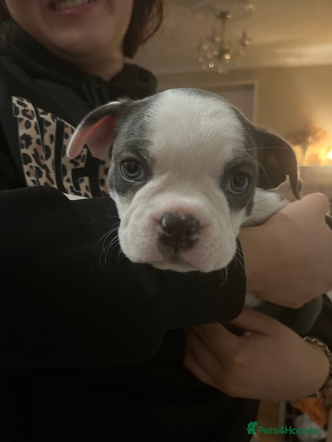 Boston Terrier dogs for sale: Stunning Bostons *1 BEAUTIFUL BOY REMAINING* - Advert 2
