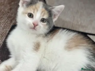 Mixed Breed cats Kittens ** - Advert 5