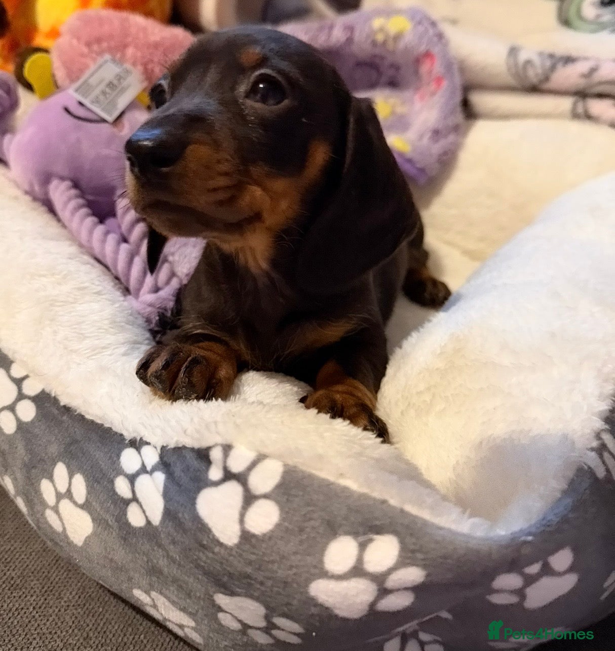 Miniature Dachshund dogs Miniature Dachshund puppy girl  in Salford - Advert 2