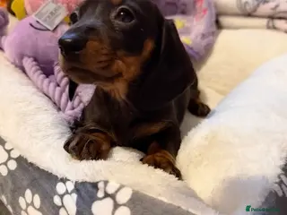 Miniature Dachshund dogs Miniature Dachshund puppy girl in Salford - Advert 9