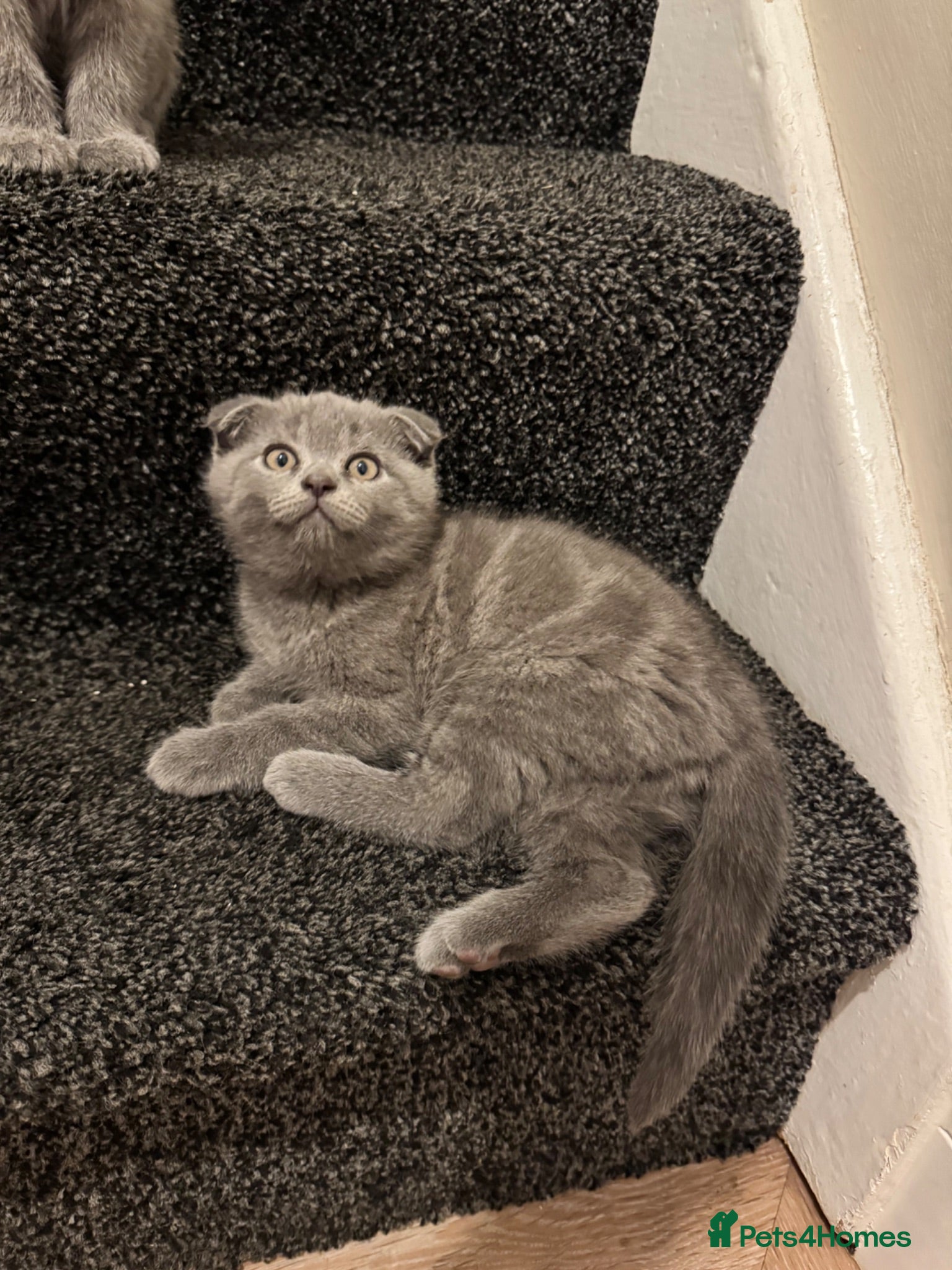 Scottish Fold cats Gorgeous Scottish Fold kittens TWO LEFT! READY NOW - Advert 7