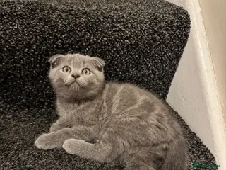 Scottish Fold cats Gorgeous Scottish Fold kittens TWO LEFT! READY NOW - Advert 4