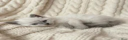 Ragdoll cats for sale: Beautiful Ragdoll Kittens 🤍 - Advert 7