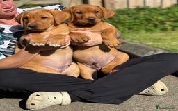 Labrador Retriever dogs for sale: Fox Red /  Mahogany Labradors  - Image 12