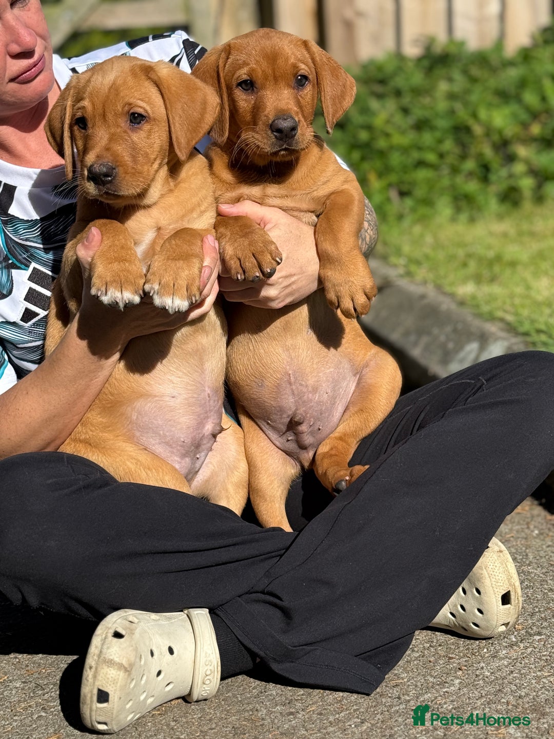 Labrador Retriever dogs for sale: Fox Red /  Mahogany Labradors  - Image 12