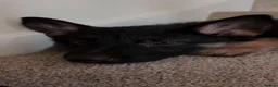 German Shepherd dogs for sale: 10 week old german shepard pup in Billingham - Advert 2