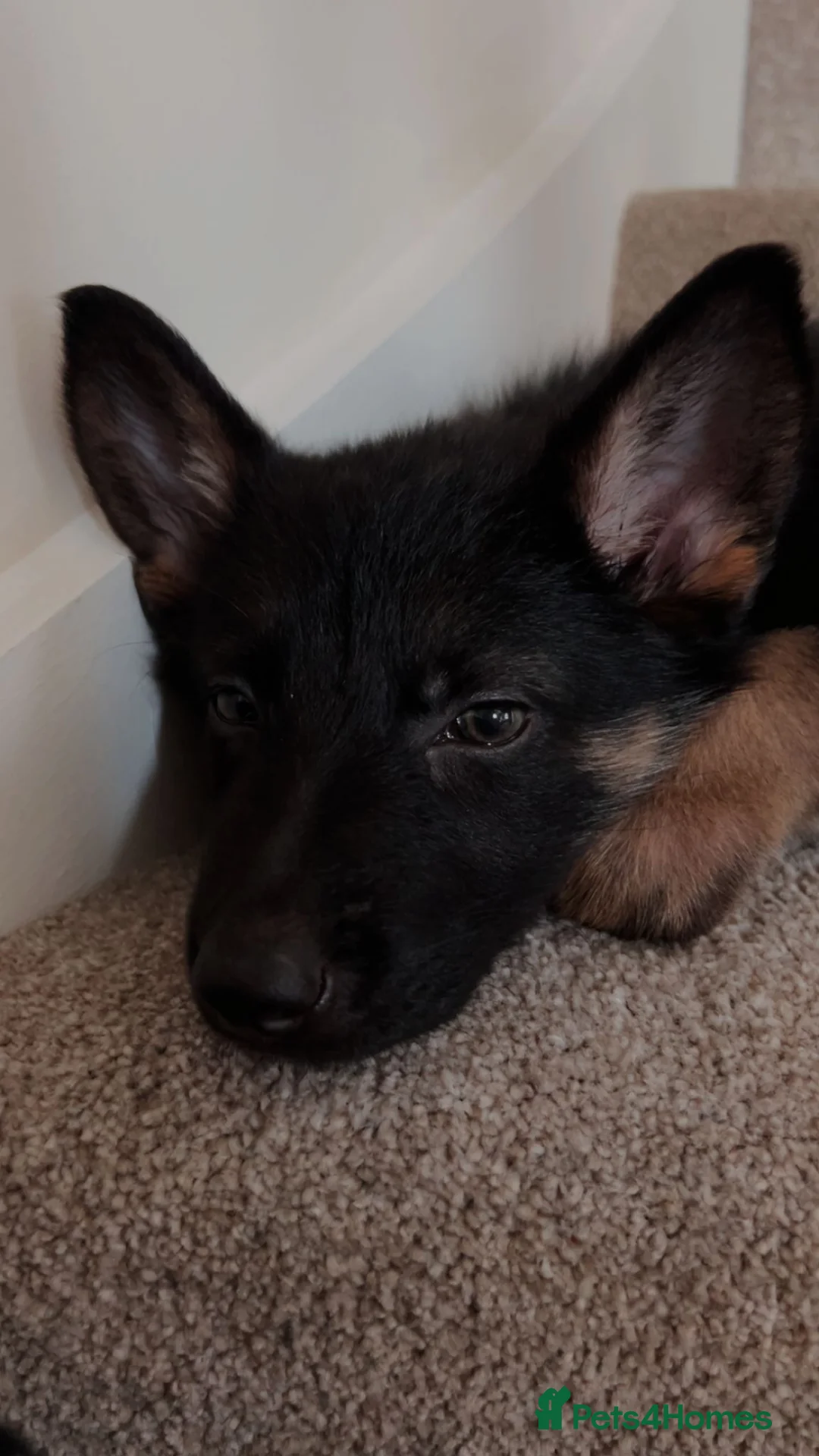 German Shepherd dogs for sale: 10 week old german shepard pup in Billingham - Advert 2