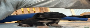 French Bulldog 3