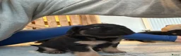 French Bulldog dogs for sale: Fluffy Frenchies - Advert 4