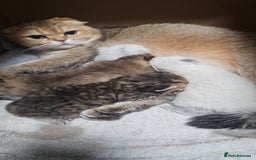 Scottish Fold cats for sale: Excellent Scottish straight kittens  - Advert 2