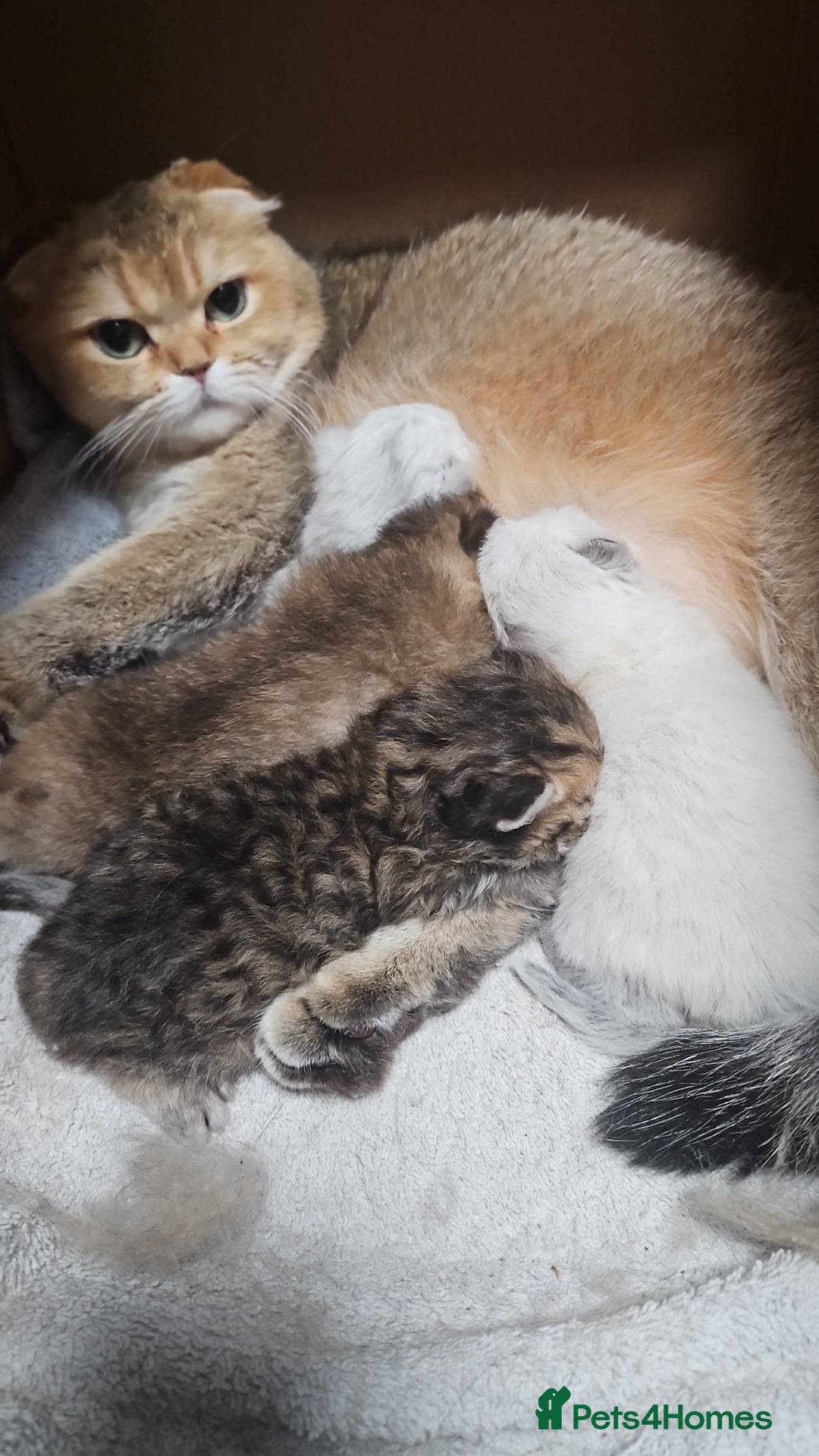 Scottish Fold cats for sale: Excellent Scottish straight kittens  - Advert 2