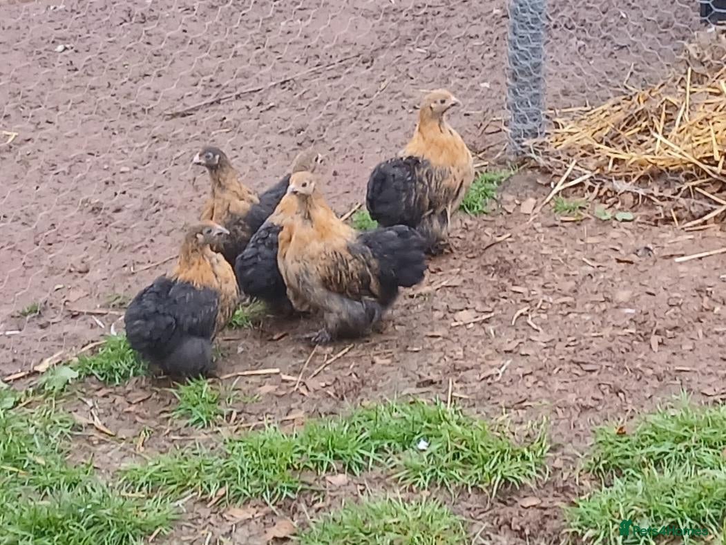 Chickens poultry for sale: Pekin bantam pullets - Advert 19