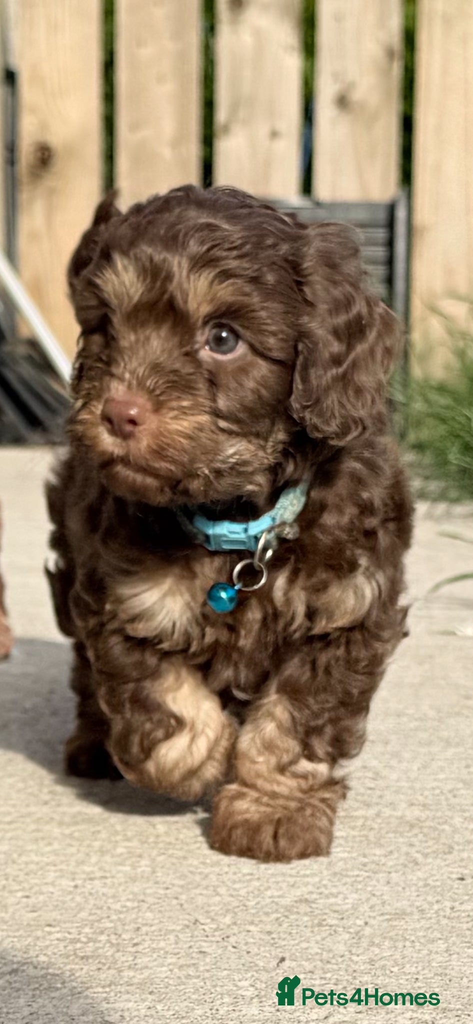 Cockapoo dogs ** reduced Stunning Healthy F1 Cockapoos ** - Advert 1