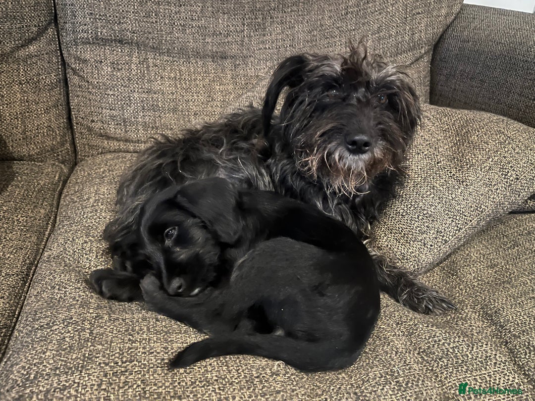 Mixed Breed dogs for sale: 1 Springer Schnoodle puppy left!! Available now - Advert 22