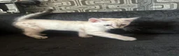 Bengal cats for sale: Snow White Charcoal Bengal Kittens  - Advert 6