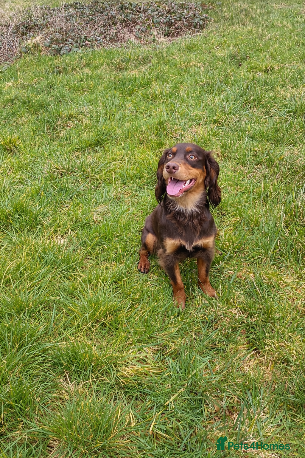 Cocker Spaniel dogs Working Cocker spaniel available for stud  - Advert 2