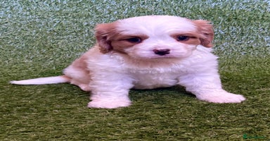 Cavalier King Charles Spaniel dogs - Advert 11