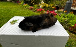 Guinea Pig rodents for sale: Baby boars  - Image 13