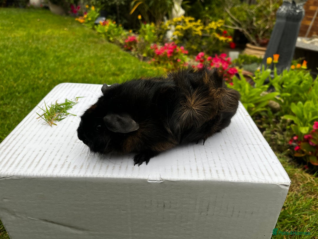 Guinea Pig rodents for sale: Baby boars  - Image 13
