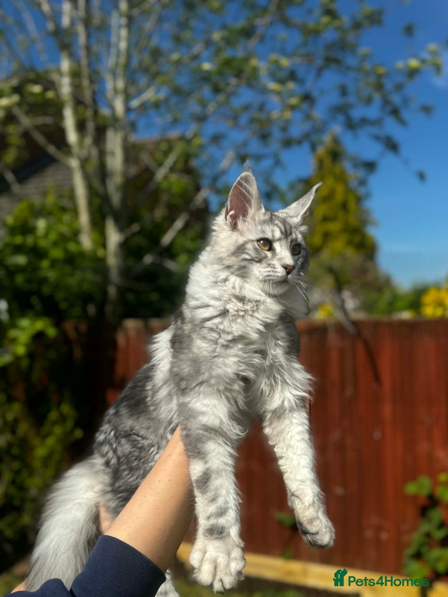 Maine Coon cats for sale: 6 STUNNING PEDIGREE TICA REG MAINE COON KITTENS - Advert 4