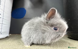 Netherland Dwarf rabbits for sale: Netherlands x lion heads  - Image 6