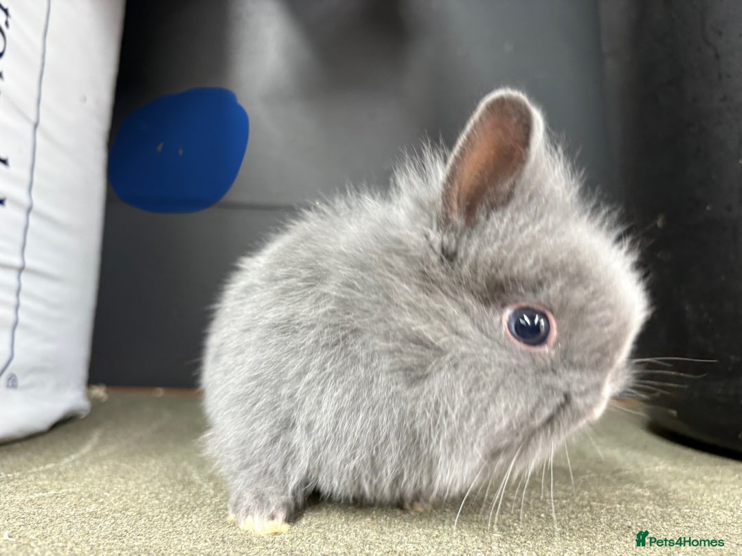 Netherland Dwarf rabbits for sale: Netherlands x lion heads  - Image 6