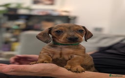 Miniature Dachshund dogs for sale: 2x miniature dachshunds - Image 13