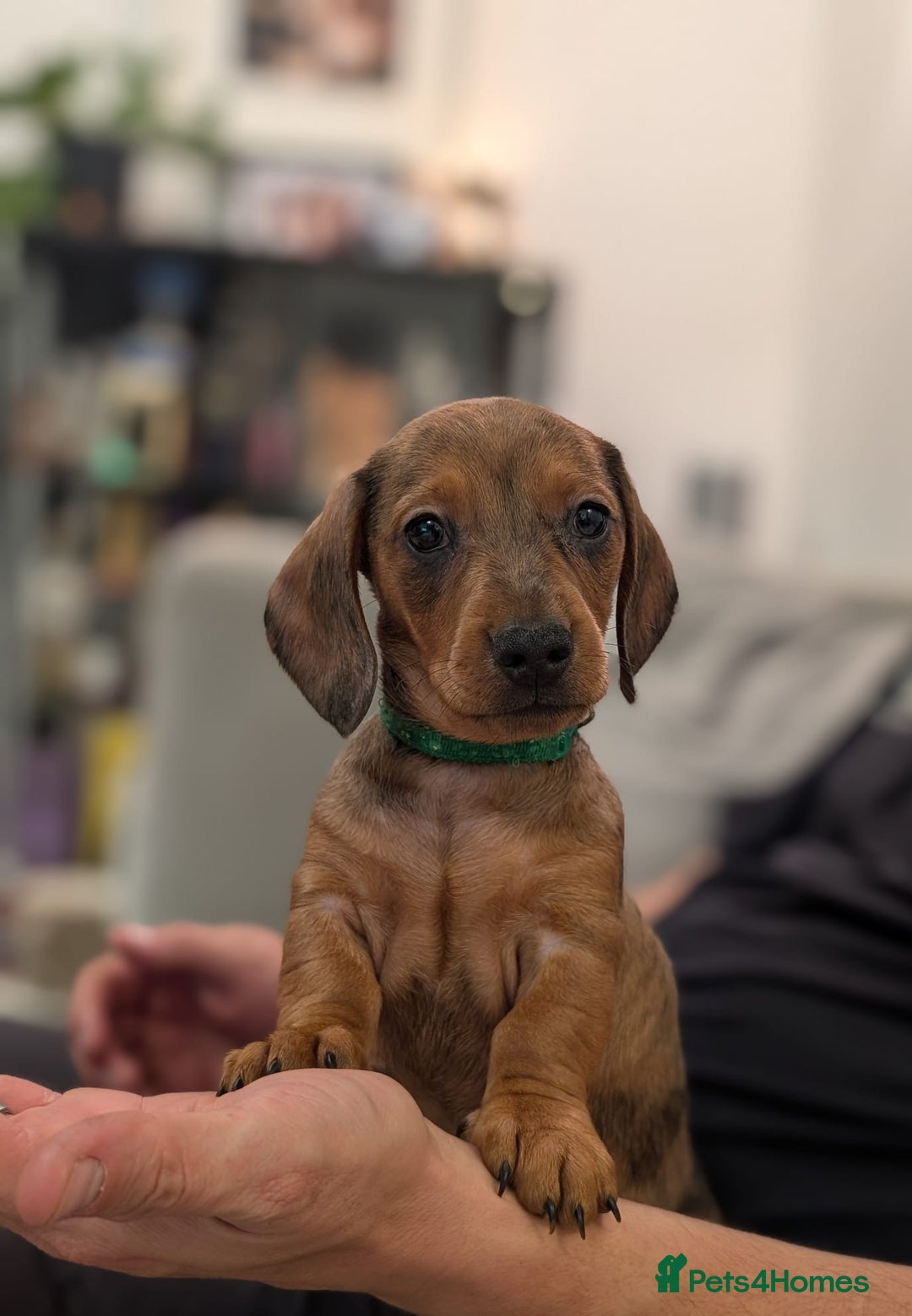 Miniature Dachshund dogs for sale: 2x miniature dachshunds - Image 13