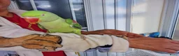 Parrots birds for sale: Super Tamed Alexanderian baby Parrot  - Advert 3