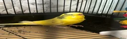 Budgerigars birds for sale: Female budgie and cage - Advert 3