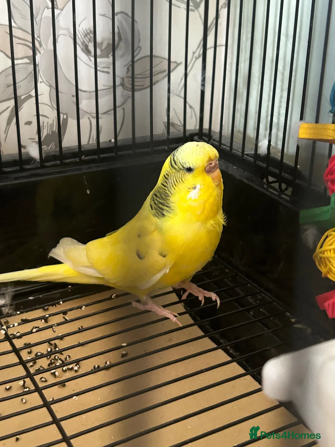 Budgerigars birds for sale: Female budgie and cage - Advert 3