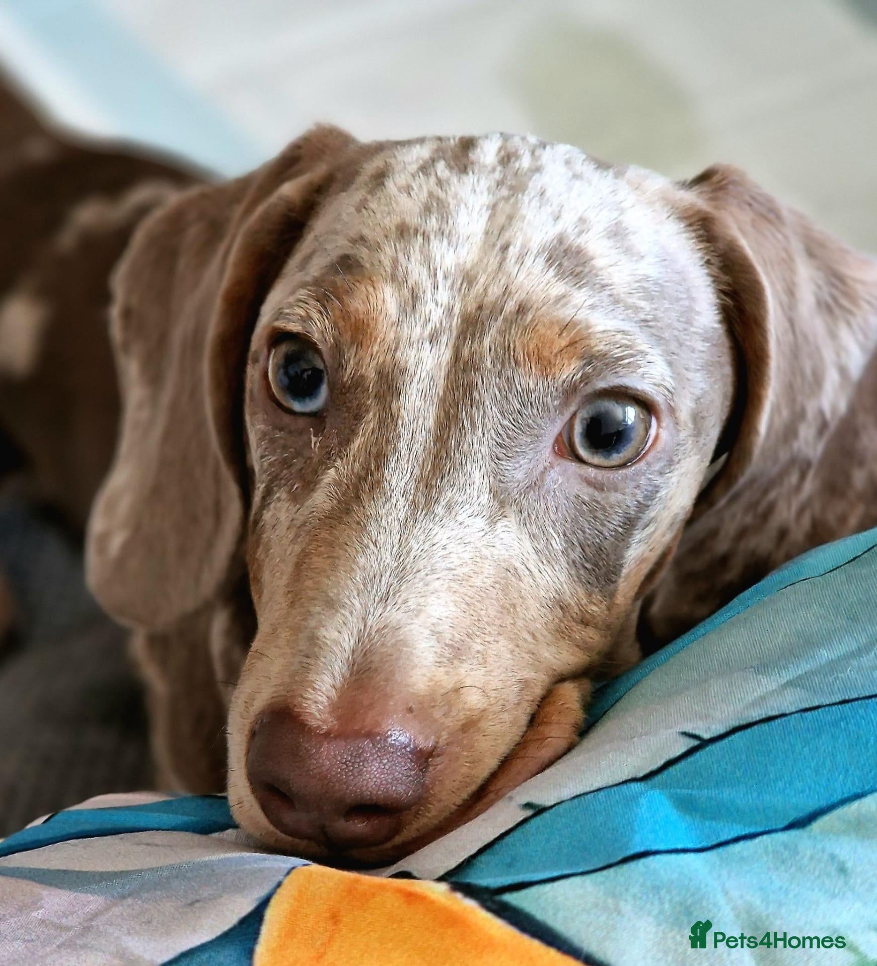 Miniature Dachshund dogs Wilfred 8 Month Old Miniature Dachshund  - Advert 1