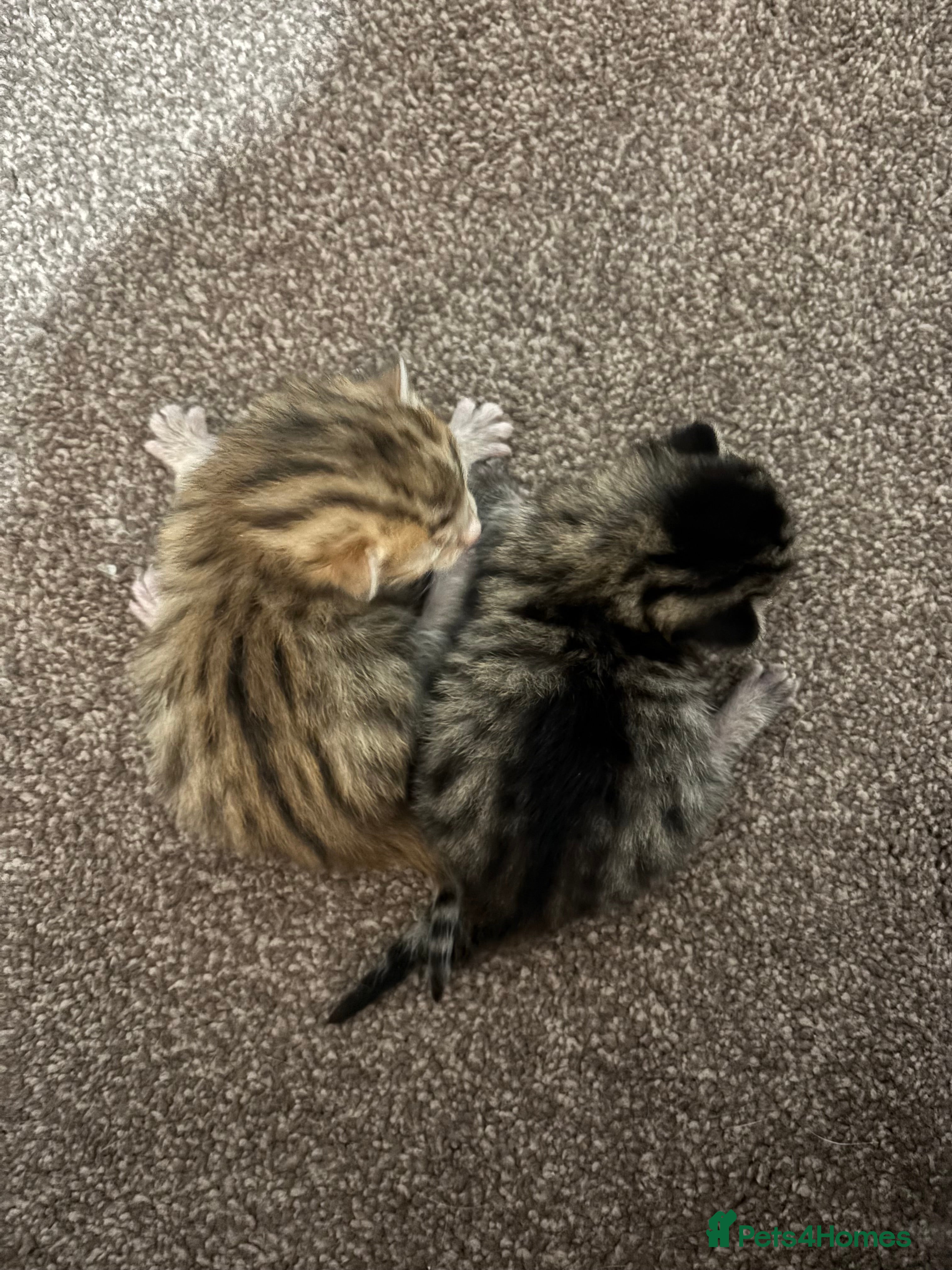 Mixed Breed cats bengal x kittens  - Advert 2