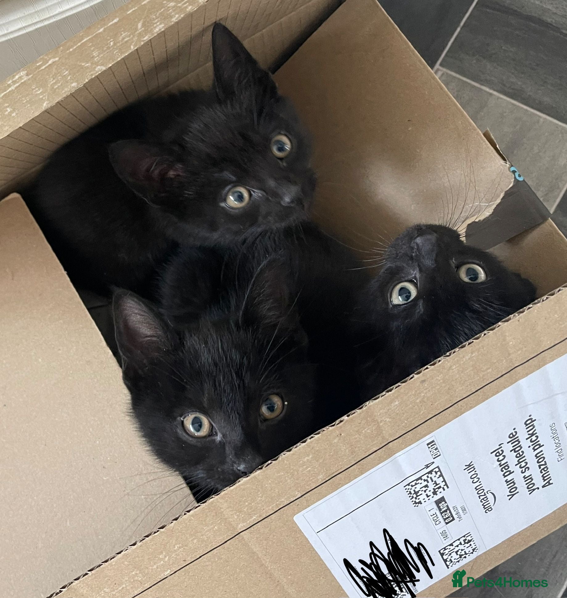 Mixed Breed cats 3 males  - Advert 1