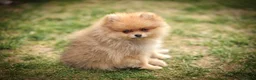 Pomeranian dogs for sale: Xclusive KC register pomeranian puppies - Advert 5