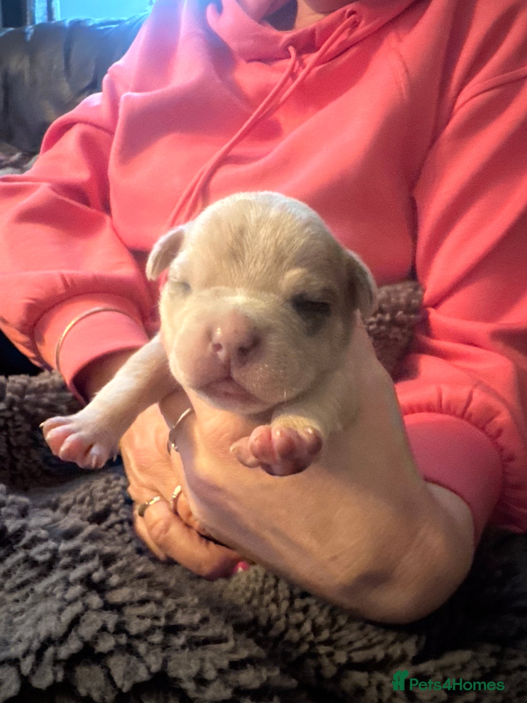 Mixed Breed dogs for sale: French bulldog x American bulldog  - Image 11