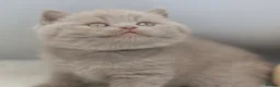 British Shorthair cats for sale: PEDIGREE REGISTERED CHUNKY BRITISH SHORTHAIRS - Advert 6