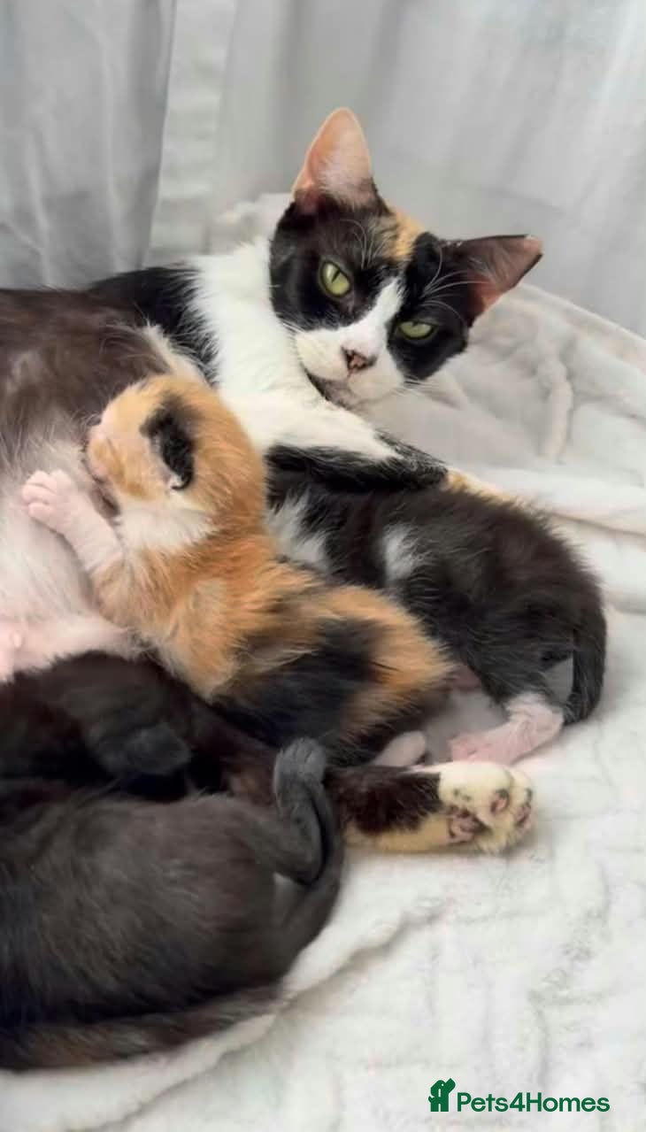 Mixed Breed cats Brown kitten  - Advert 6