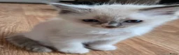 Ragdoll cats for sale: Beautiful fluffy Ragdolls - Advert 6