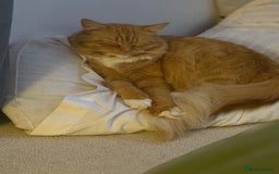 Mixed Breed cats for sale: Ginger tabby - Image 1