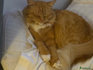 Mixed Breed cats - Advert 1