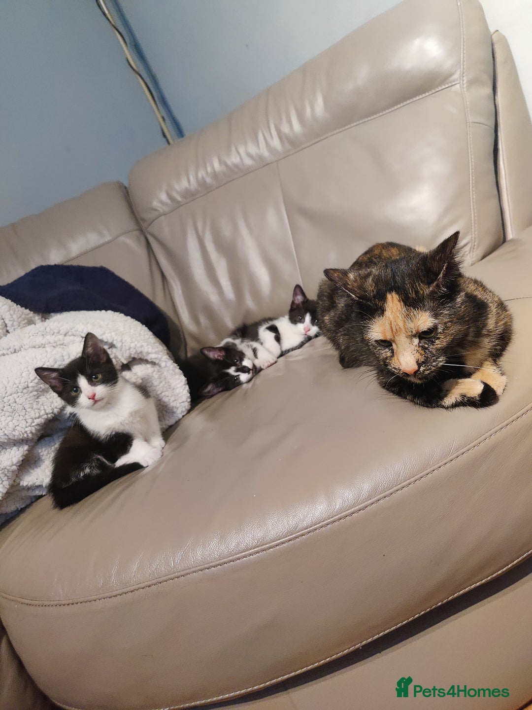 European cats for sale: 4 beautiful black and white kittens  - Advert 1