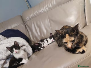 European cats for sale: 4 beautiful black and white kittens - Advert 1