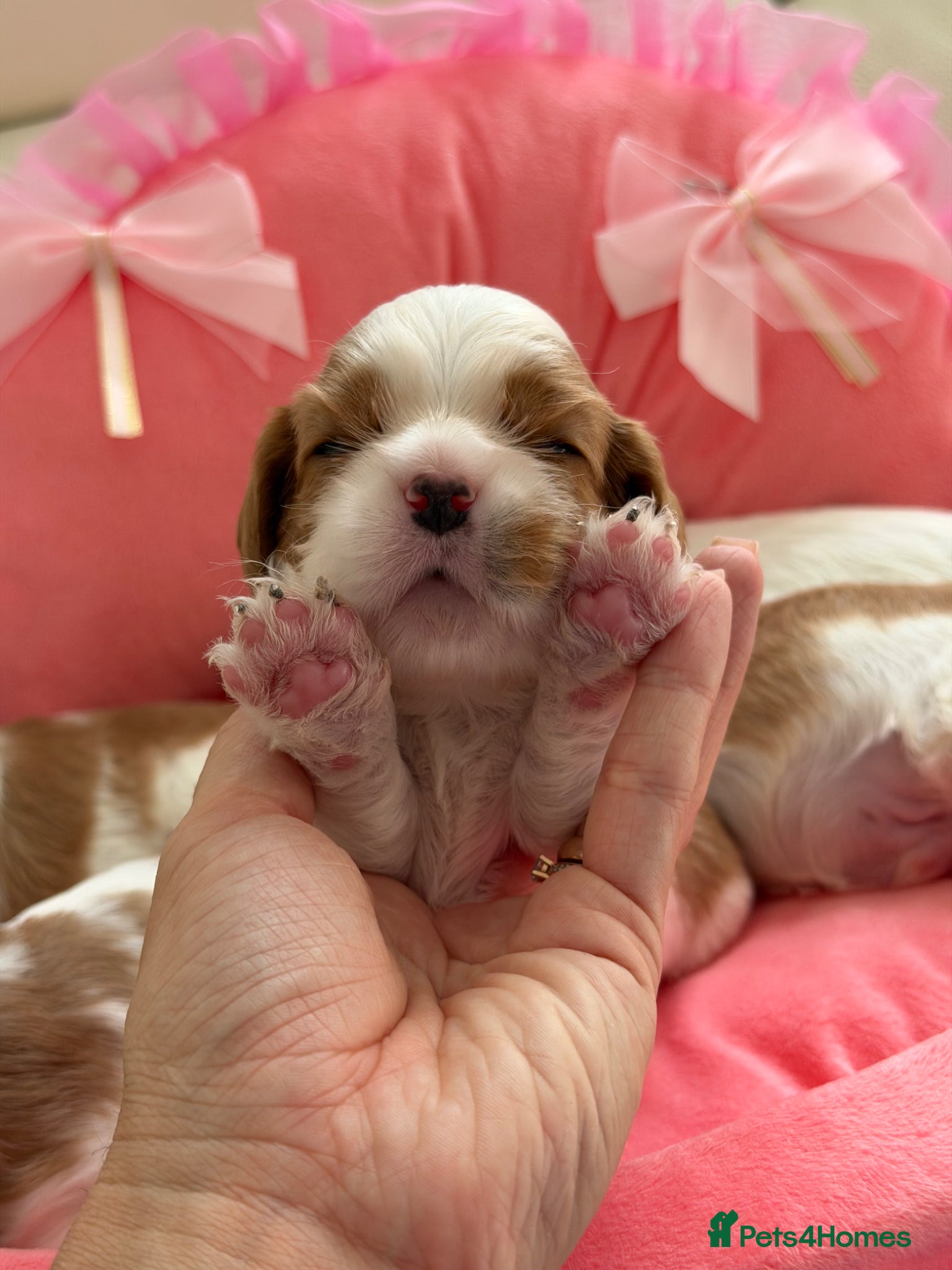 Cavalier King Charles Spaniel dogs KC reg TOP standard Cavaliers King Charles Spaniel - Advert 2