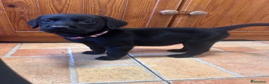 Labrador Retriever Puppy 6