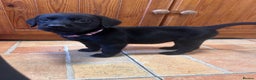 Labrador Retriever dogs for sale: GORGEOUS LITTER OF BLACK LABRADOR PUPPIES!! - Advert 21