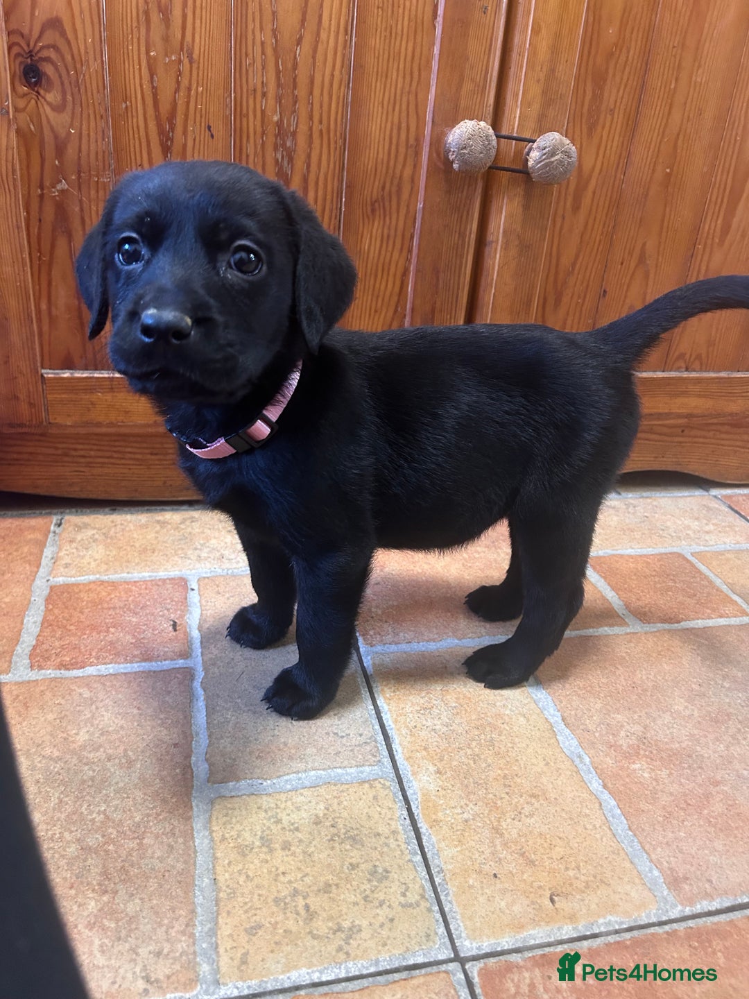 Labrador Retriever dogs for sale: GORGEOUS LITTER OF BLACK LABRADOR PUPPIES!! - Advert 21