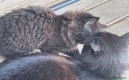 Mixed Breed cats for sale: Ready for forever homes NOW - Image 7