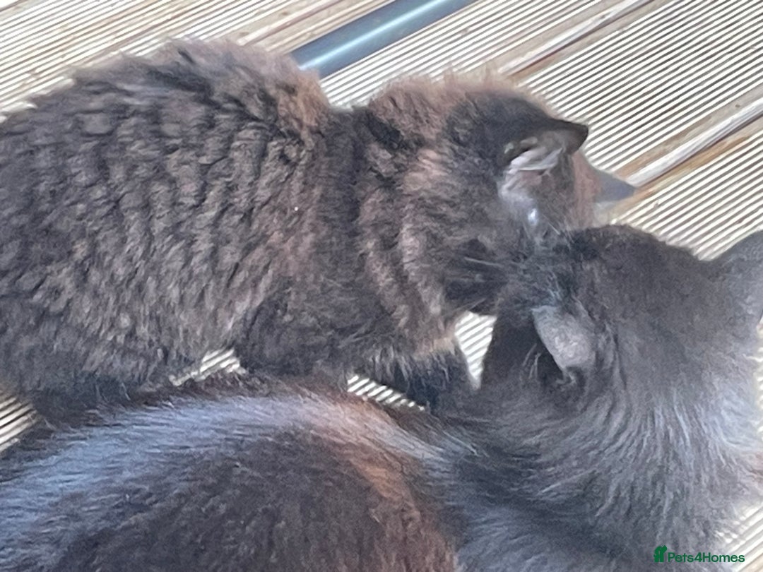 Mixed Breed cats for sale: Ready for forever homes NOW - Image 7